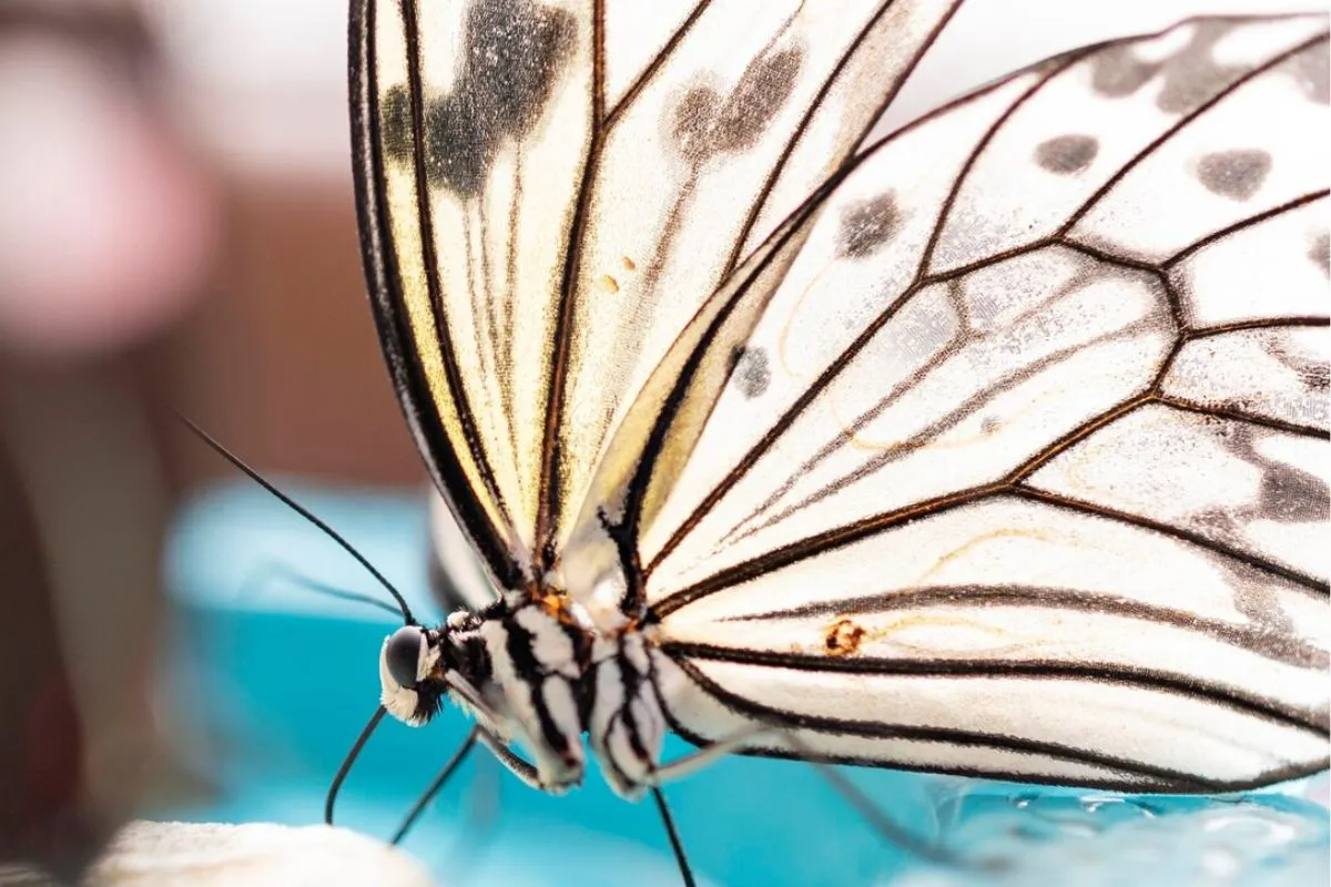 Mathematical Modeling of Iridescence in Butterfly Wings